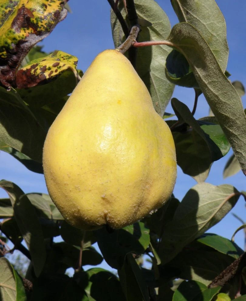 Seker Gevrek Quince 3 Seker Gevrek Quince