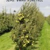 Thorn European Perry Pear -Garden Plants semi dwarf pear tree 39 1