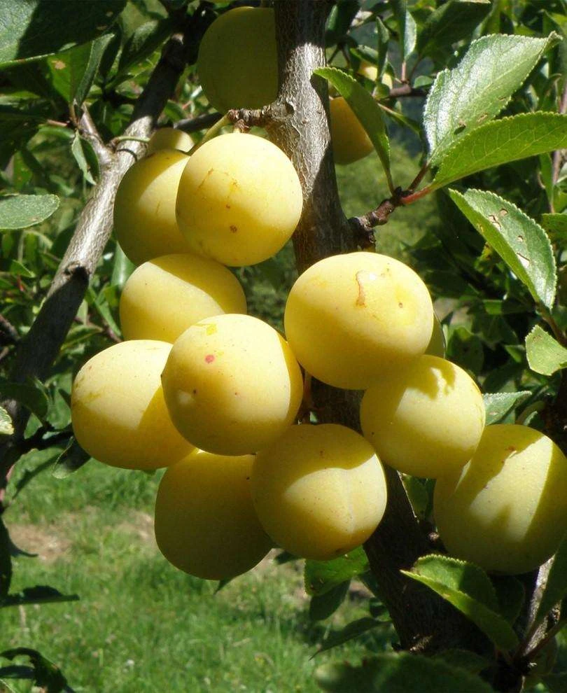 Parfume De September European Plum 2 Parfume De September European Plum