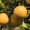 Combo Asian Pear Tree (3 Varieties) -Garden Plants shinseki asian pear 1