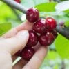 Combination Cherry Tree (3 Varieties) 1 Combination Cherry Tree (3 Varieties) -Garden Plants shutterstock 105168959 8473009e abb8 4947 b041 6a8af1495524 1