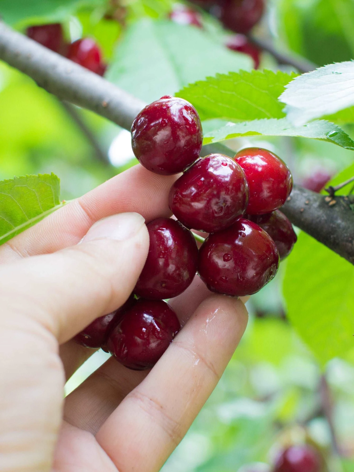 Combination Cherry Tree (3 Varieties) 3 Combination Cherry Tree (3 Varieties)