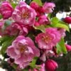 Pink Cloud Crabapple -Garden Plants shutterstock 1689034981 1