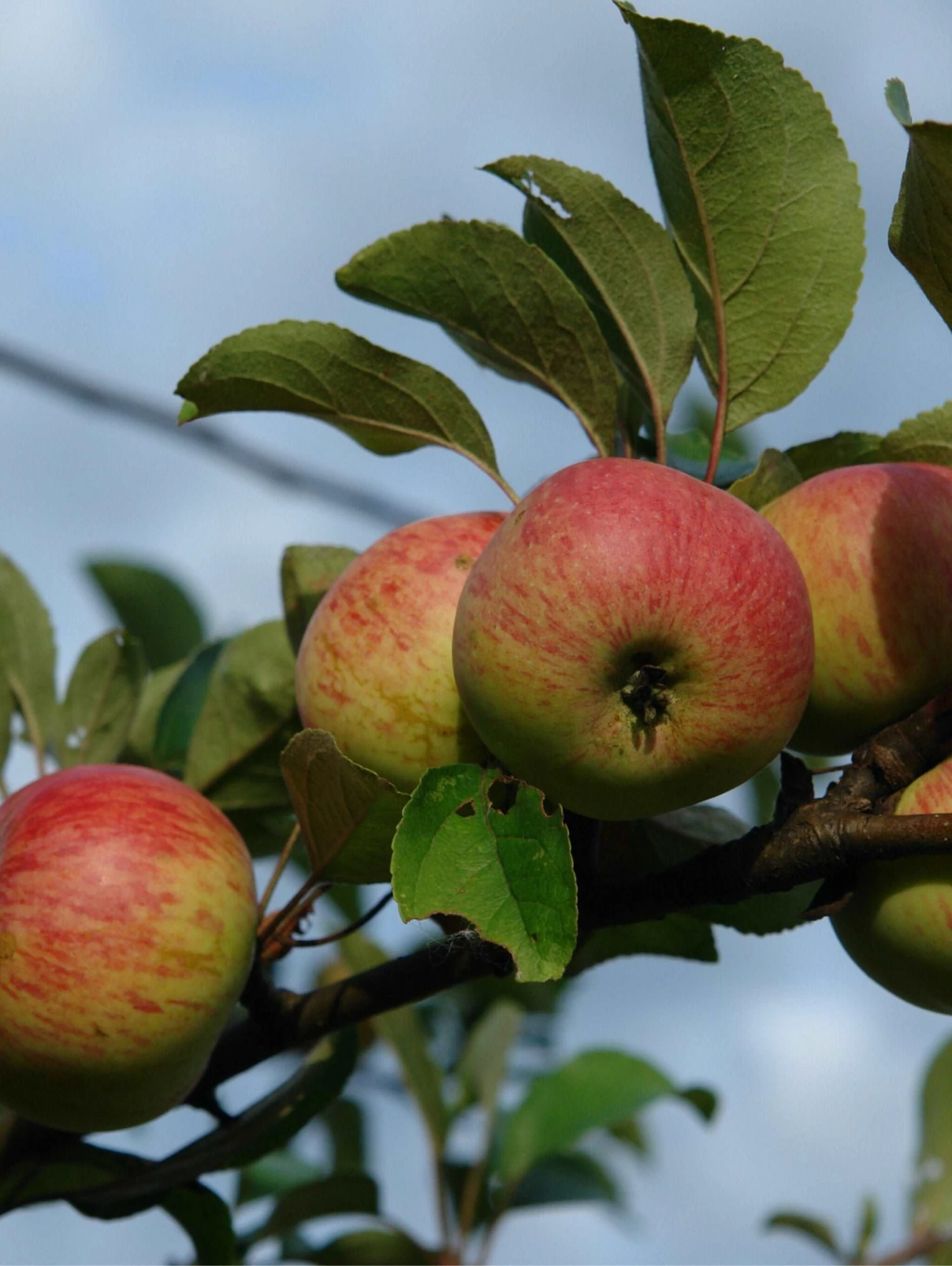 Rubinette Apple 3 Rubinette Apple