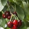 Carmine Jewel Cherry -Garden Plants shutterstock 34094560 1