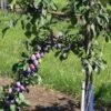 Prune D'Ente 707 European Plum 2 Prune D'Ente 707 European Plum -Garden Plants shutterstock 35830549 1 1