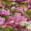 Kwanzan Flowering Cherry 2 Kwanzan Flowering Cherry -Garden Plants shutterstock 70266937 kwanzan blossoms 2 1