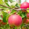 Cherry Cox Apple 1 Cherry Cox Apple -Garden Plants shutterstock 73154578 1
