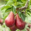 Red Clapps European Pear -Garden Plants shutterstock 97703081 1