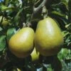 Blake's Pride European Pear -Garden Plants shutterstock image 9 1