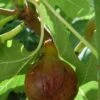 Olympian Fig -Garden Plants shutterstock 1157764159