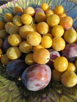 New Products -Garden Plants shutterstock 1427325371