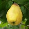 Van Deman Quince -Garden Plants shutterstock 279878615