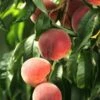 El Dorado Peach - Miniature 1 El Dorado Peach - Miniature -Garden Plants shutterstock 333793856