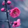 Kanko Bai Flowering Apricot -Garden Plants shutterstock 36221416