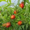 Hardired Nectarine -Garden Plants shutterstock 367953983