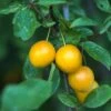 Mirabelle De Nancy European Plum -Garden Plants shutterstock 475989046