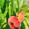 Saturn Peach -Garden Plants shutterstock 81081247