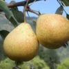 Hendre Huffcapp European Perry Pear -Garden Plants shutterstock image 17
