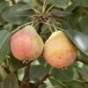 Summer Blood Birne European Pear 2 Summer Blood Birne European Pear -Garden Plants shutterstock image 5