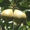 Barnett European Perry Pear -Garden Plants shutterstock image 7