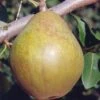 Warren European Pear -Garden Plants shutterstock image 7 1