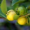 Lemon Guava -Garden Plants shutterstock image 81 1
