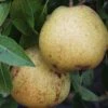 White Doyenne European Pear -Garden Plants shutterstock image 8 1