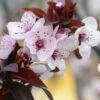 SLO Red Plum 2 SLO Red Plum -Garden Plants slo red plum