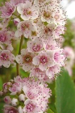 White Meadowsweet (Spirea Alba) - 3 Gallon Pot -Garden Plants spirea alba white meadowsweet 7