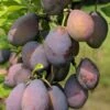 Stanley European Plum -Garden Plants stanley 1