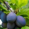 Combo European Plum Tree (5 Varieties) -Garden Plants stanley plum 2 4f06ff11 b592 49c3 b51f abdeb058e617
