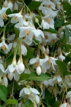 Fragrant Fountain Weeping Japanese Snowbell Tree - 5 Gallon Pot -Garden Plants styrax japonica fragrant fountain weeping japanese snowbell tree 6