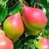 European Summer Pear Bundle No. 1 -Garden Plants summercrisp pear 1 2 72f8319e c32a 4c8c a37d 3b4a46c270ce