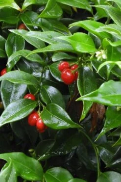 Fragrant Sweet Box (Sarcococca Ruscifolia) - 3 Gallon Pot -Garden Plants sweet box fragrant 4 500x750 1