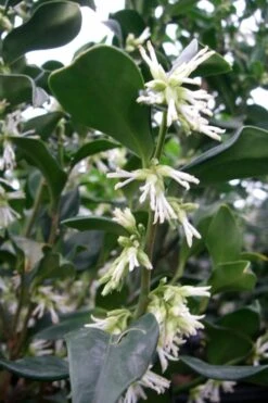 Fragrant Sweet Box (Sarcococca Ruscifolia) - 3 Gallon Pot -Garden Plants sweet box fragrant 7 500x750 1