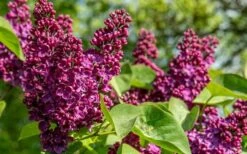 Ludwig Spaeth French Lilac (Syringa) - 1 Gallon Pot 8 Ludwig Spaeth French Lilac (Syringa) - 1 Gallon Pot -Garden Plants syringa vulgaris ludwig spaeth lilac 4
