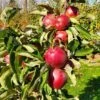 Tasty Red™ Urban® Columnar Apple 2 Tasty Red™ Urban® Columnar Apple -Garden Plants tasty red 1 1