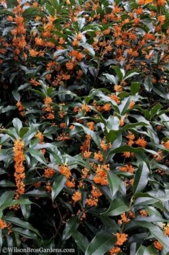 Fragrant Orange Tea Olive - Osmanthus Fragrans Aurantiacus - 6 Pack Of 1 Gallon Pots -Garden Plants tea olive orange 103 1
