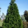 Green Giant Arborvitae - 3 Gallon Pot -Garden Plants thuja green giant arborvitae 101 1