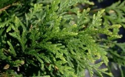 Green Giant Arborvitae - 7 Gallon Pot (3-4') 11 Green Giant Arborvitae - 7 Gallon Pot (3-4') -Garden Plants thuja green giant arborvitae 102