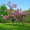 Thundercloud Flowering Plum -Garden Plants thundercloud flowering plum 1