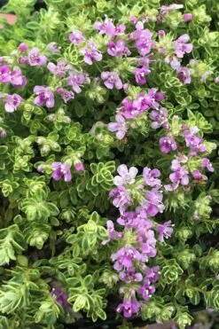Highland Cream Creeping Thyme - 5 Pack Of Quart Pots -Garden Plants thyme highland cream 500x750 1