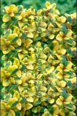 Doone Valley Thyme - 6 Pack Of Pink Pots -Garden Plants thymus citriodorus doone valley 2