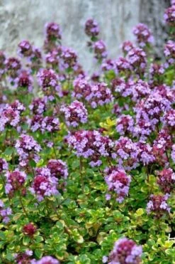 Doone Valley Thyme - 6 Pack Of Pink Pots -Garden Plants thymus citriodorus doone valley 3