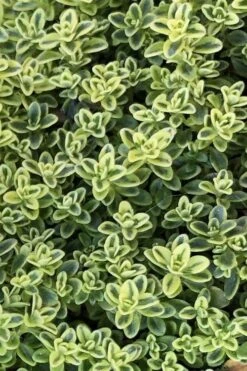 Highland Cream Creeping Thyme - 5 Pack Of Quart Pots -Garden Plants thymus praecox highland creeping thyme 4