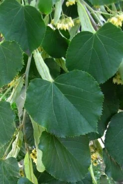 American Basswood Tree (Tilia Americana) - 3 Gallon Pot 11 American Basswood Tree (Tilia Americana) - 3 Gallon Pot -Garden Plants tilia americana basswood tree 1