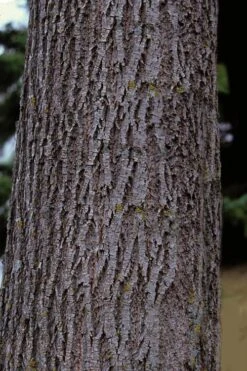 American Basswood Tree (Tilia Americana) - 3 Gallon Pot 13 American Basswood Tree (Tilia Americana) - 3 Gallon Pot -Garden Plants tilia americana basswood tree 3