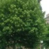 American Basswood Tree (Tilia Americana) - 3 Gallon Pot