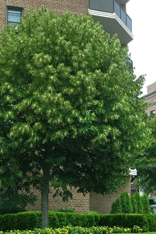 American Basswood Tree (Tilia Americana) - 3 Gallon Pot 3 American Basswood Tree (Tilia Americana) - 3 Gallon Pot